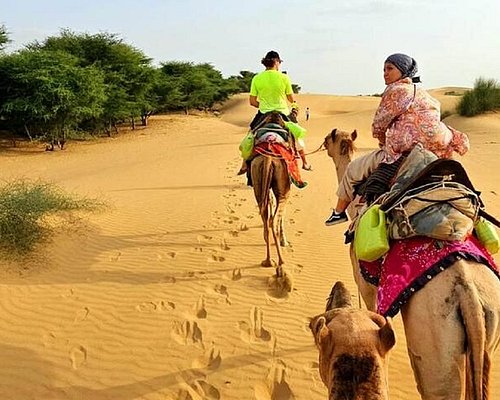 Camel Safari
